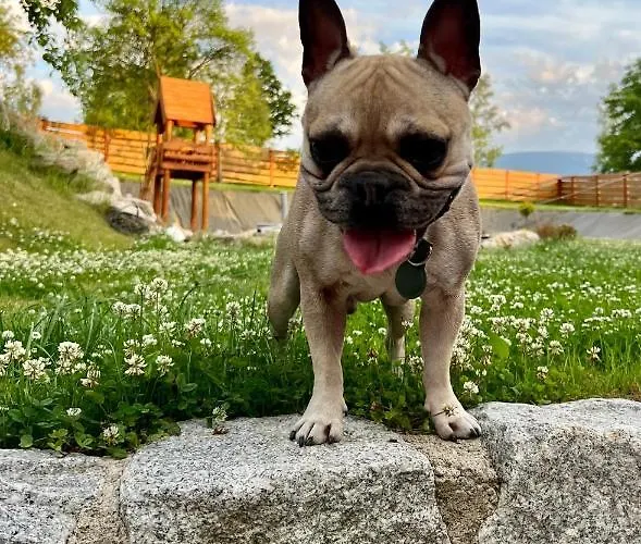 Apartament Przycup W Karkonoszach Karpacz