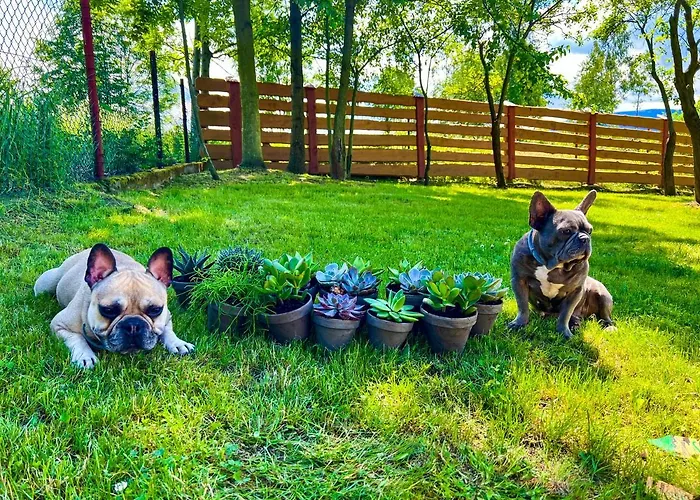 Przycup W Karkonoszach Apartament *